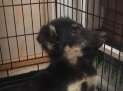 «Я надеюсь, что она встанет»: волонтеры продолжают спасать щенка, сбитого на Спартановке 