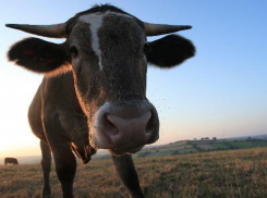 Рогатая скотина заполонила Волгоградскую область