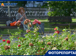 Улица роз: как умирают цветы в центре Волгограда показал фотограф