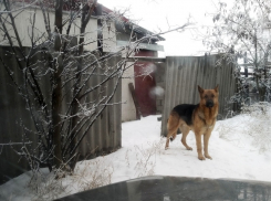 Волгоградка: садоводов ТСН «Восход» терроризирует соседская овчарка