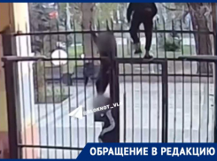 Прорываются через калитку и оставляют лужи: «писающие мальчики» оккупировали двор в центре Волгограда 