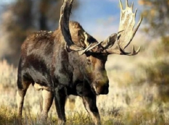 Лось обошелся волгоградцу в 120 тысяч рублей