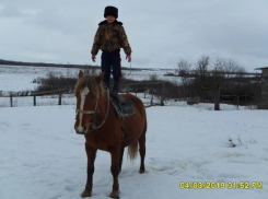 Нашли порезанную на куски тушу: волгоградка рассказала о странном исчезновении лошади