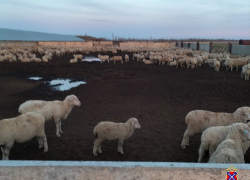 Волгоградским чабанам грозит 6 лет тюрьмы за обмен овец на машину 