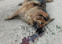 «Лежал у обочины в луже крови»: в расправе над дворовыми любимцами подозревают догхантеров в Волгограде