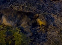 Живую собаку с пулей в голове нашли в Волгограде