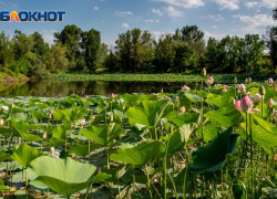 Озеро розовых лотосов зацвело под Волгоградом: шикарное зрелище
