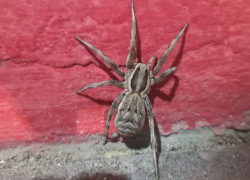 Угрожающего вида тарантул распугал посетителей волгоградской заправки