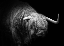 Муж стал очевидцем: подробности гибели волгоградки под копытами быка 