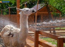 Североафриканский зной надвигается на Волгоград