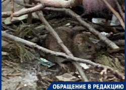 Крысы собираются потеснить бездомных собак на улицах Волгограда