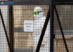 В Волгограде в предновогодние сутки от коронавируса умерли 17 человек 