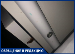 Гинекологию в больнице №5 Волгограда атаковали тараканы