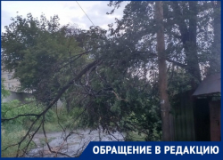 За жизнь детей боится волгоградка из-за повисшего на проводах дерева во время бури