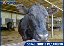 "Тушканчики и крысы забились в трубу" и оставили без тепла и воды посёлок под Волгоградом