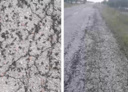 Саранчовый детский сад сняли на видео под Волгоградом 