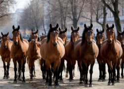 Табун лошадей заметили в популярном ЖК Волгограда 