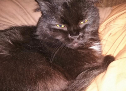 Бешеная кошка напала на жителей в хуторе Волгоградской области 