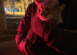 Неизвестный меценат потратился ради спасения кошки в Волгограде 
