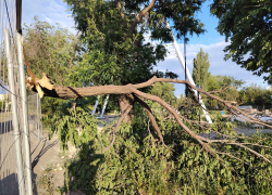 Зачистки города от трухлявых деревьев потребовал статусный волгоградец после массового деревопада