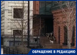 На видео бездомные собаки беспокоят жителей Ворошиловского района
