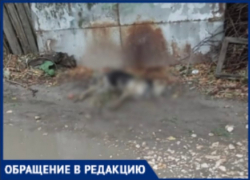 Волгоградские дети спотыкаются о труп собаки по пути в школу