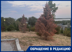 Поливали обещаниями: молодые деревья массово засохли в центре Волгограда