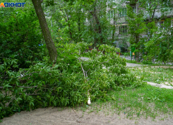 Ураган с ливнем и градом прокатился по Волгоградской области: ломал деревья и побил рассаду