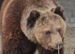 Врачи назвали главную причину мучений волгоградского медведя с соплями
