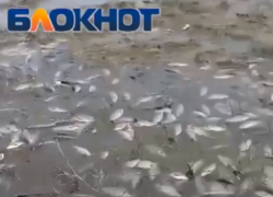 «Крупную выбирай, мелкую не бери»: стаи рыб выбросило после разлива реки Торгун под Волгоградом 