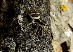 Пауки пробудились от спячки в Волгоградской области