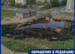 В Волгограде при пожаре у пруда сгорали животные: видео