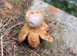 Этот гриб лучше не трогать: россиянам пригрозили штрафом