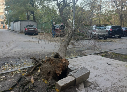 Экстремальный ветер вырвал дерево на дорогу в центре Волгограда: видео