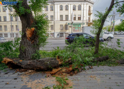 Волгоградец отсудил у мэрии 232 тысячи за рухнувшее в ураган дерево