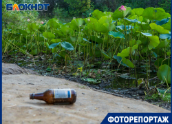 Прекрасные лотосы под Волгоградом доцветают в огрызках после горожан