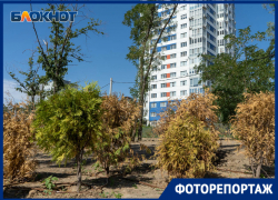 Главный парк Волгограда начал разваливаться и засыхать еще в процессе стройки
