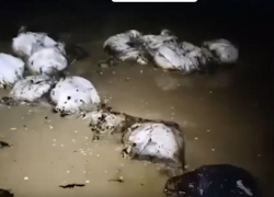 Мешки с вытекшим из волгоградских танкеров мазутом уносит в Чёрное море из-за шторма