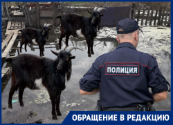 "Козы тонут, мы вызвали полицию": под Волгоградом затапливает город