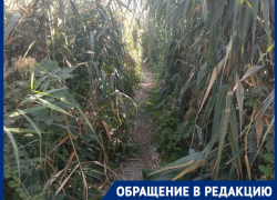 "Старики не могут попасть в храм": змеи расплодились в зарослях камыша в Волгограде