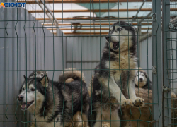 Кормить животных будет нечем: полумиллионный счет за свет оплатит приют в Волгограде  