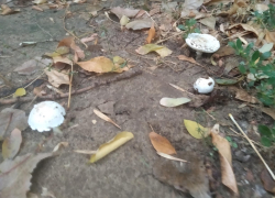 В лесу людей больше чем грибов: грибной азарт напал на волгоградцев