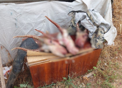 Охотников на краснокнижных сайгаков в Волгоградской области сняли на видео