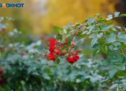 Заморозки до -2 ударят по Волгоградской области