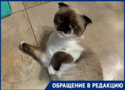 Могли выкинуть хозяева: породистую кошку с оторванной лапкой спасают в Волгограде 