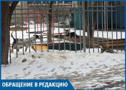 Нас также могут загрызть собаки, как парня из Подмосковья, - волгоградка