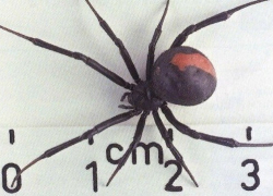 Каракурты наступают: смертельно опасные пауки появляются в Волгоградской области