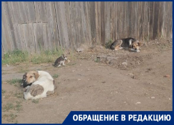 Собак видно даже со спутника: беспокойная жизнь на улице Спокойной в Волгограде