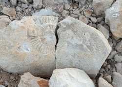 Школьники нашли древний аммонит на берегу реки в Волгоградской области  