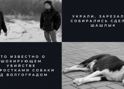 «Мечтали попробовать собачатину, как родители»: под Волгоградом зверскую расправу детей над животным ради шашлыка сняли на видео